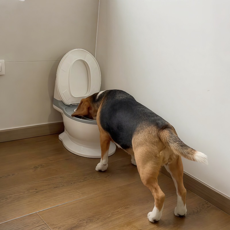 ชามอาหารสุนัขแบบช้า ดีไซน์สร้า - Pet Feeders บทวิจารณ์และราคา